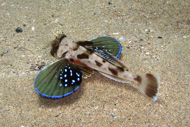 Chelidonichthys kumu